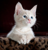 Miamor Kitten saszetka 100g Ragout Royal Drób  mokra karma dla kociąt