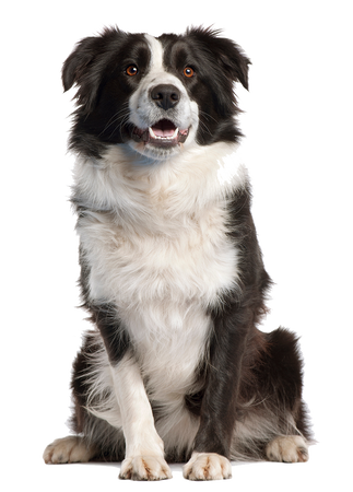 Smart Nature Holistic Dog Hypoallergenic Lamb 2kg monoproteinowa karma dla psa, 100% jagnięciny, bez zbóż, bez kurczaka