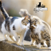 Catz finefood Purrrr No. 107 kangur 200g karma mokra dla kota