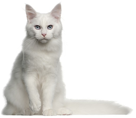 Smart Nature Cat Active Fussy 70% Meat 5kg wysoko białkowa karma dla kotów aktywnych i wybrednych bez zbóż 70% mięsa