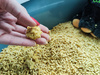My Friend Gold Corn zbrylający żwirek kukurydziany dla kota PAKIET 2x15l 