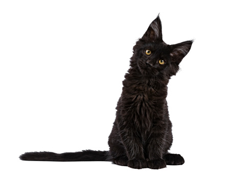 Catz finefood Kitten No.07 wołowina cielecina 85g mokra karma dla kociąt