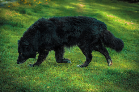 Smart Nature Original Dog Single Protein Lamb 12 kg dla psa Jagnięcina bez kurczaka
