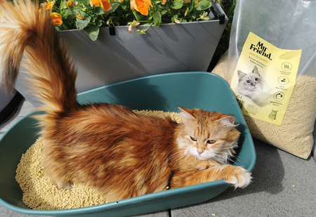 My Friend Gold Corn zbrylający żwirek kukurydziany dla kota PAKIET 2x15l 
