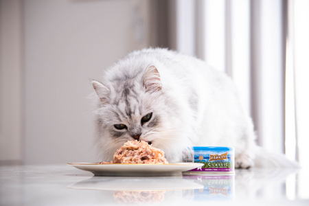 Dla potrzebujących kotów  mokra karma 170g Princess filety mięsne