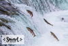 Smart Nature Puppy No Grain 100% Salmon 2kg bez zbóż z 65% mięsa ze szkockiego łososia, dla szczeniąt
