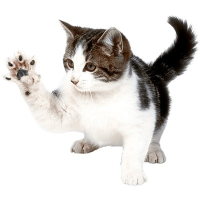 Catz finefood Kitten No.03 Drób 85g mokra karma dla kociąt