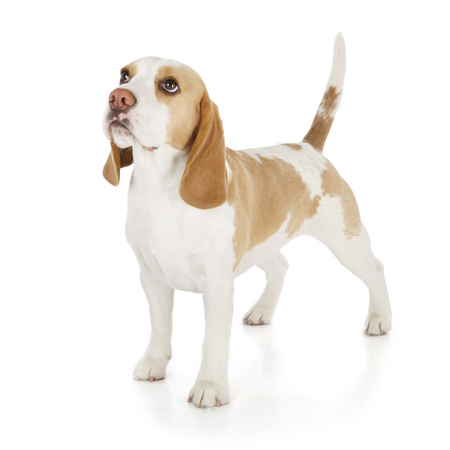 Smart Nature Vet Skin & Coat Care 1,5kg Wsparcie zdrowej skóra psa.  