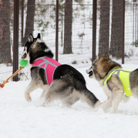 Kivalo Dog Kamizelka odblaskowa dla psa M żółta 41-60