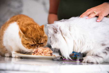 Princess Premium Kitten Tuńczyk Kurczak z tauryną 70g mokra karma dla kota