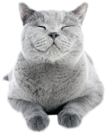 Golden grey 7kg żwirek dla kota bentonitowy