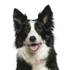 Smart Nature Original Dog Single Protein Lamb 12 kg dla psa Jagnięcina bez kurczaka