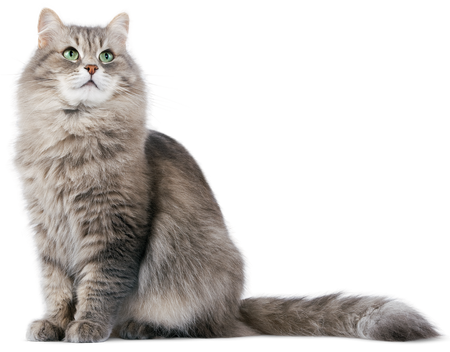 Catz finefood Purrrr No. 109 dzik 200g mokra karma dla kota