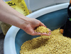 My Friend Gold Corn zbrylający żwirek kukurydziany dla kota PAKIET 2x15l 