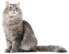 Catz finefood Purrrr No. 109 dzik 200g mokra karma dla kota