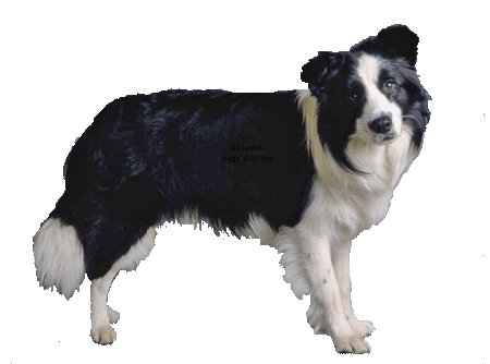 Dogz finefood N ° 10 – jagnięcina 800g mokra karma dla psa