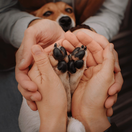 Pet Nose & Paw Balm 75ml balsam do łapek i nosa psów. Ochrona dla psa
