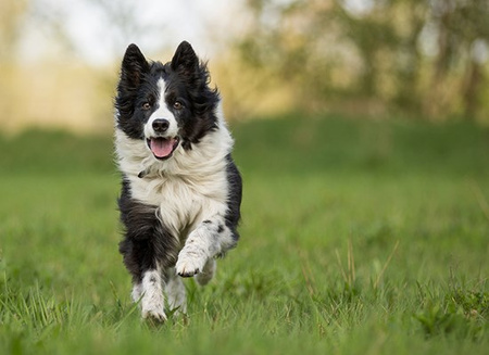 Canifelox Gastro Dog 240g suplement dla psa