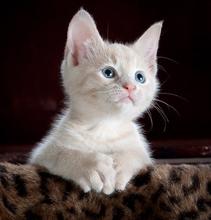 Miamor Kitten saszetka 100g Ragout Royal Drób  mokra karma dla kociąt