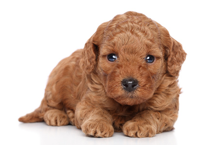 Smart Nature Puppy No Grain 100% Salmon 2kg bez zbóż z 65% mięsa ze szkockiego łososia, dla szczeniąt