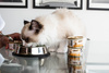 Princess Mus Gold Mousse Indyk 85gr mokra karma dla kota w formie musu