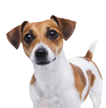 Smart Nature Small Dog Hypoallergenic Lamb No Grain monoproteinowa 6kg