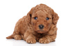 Smart Nature Puppy No Grain 100% Salmon 2kg bez zbóż z 65% mięsa ze szkockiego łososia, dla szczeniąt