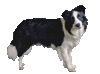 Dogz finefood N ° 10 – jagnięcina 800g mokra karma dla psa