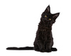Catz finefood Kitten No.07 wołowina cielecina 85g mokra karma dla kociąt
