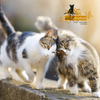 Catz finefood Purrrr No. 113 baranina 400g mokra karma dla kota