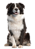Smart Nature Holistic Dog Hypoallergenic Lamb 2kg monoproteinowa karma dla psa, 100% jagnięciny, bez zbóż, bez kurczaka