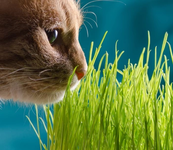 Kot w Butach Ekologiczna trawka dla kota